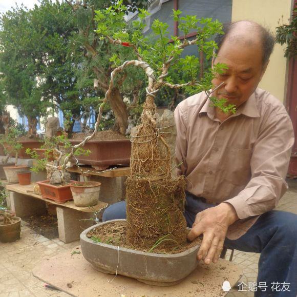 迎春花附石盆景制作山石嶙峋虬龙抱峰龙爪迎春