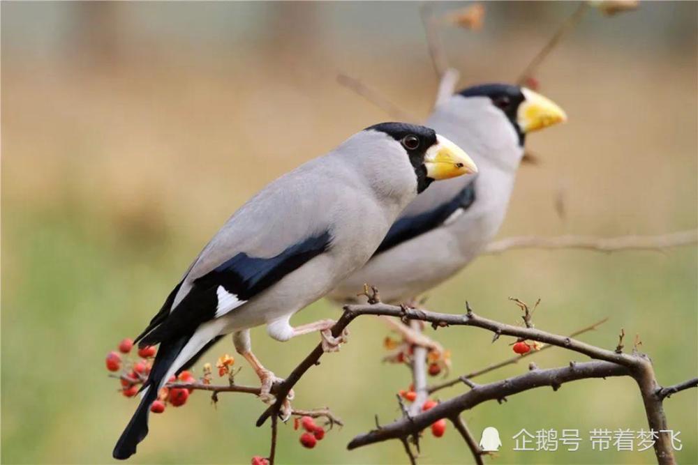 黑尾蜡嘴雀