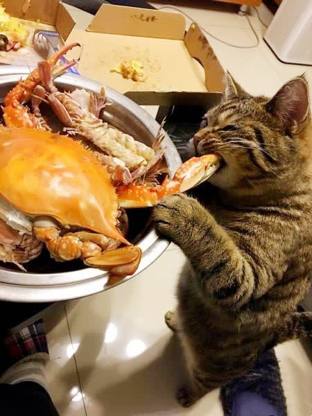 搞笑图片:喵星人改善生活吃海鲜,小心别扎到嘴,这是第一只吃螃蟹的猫