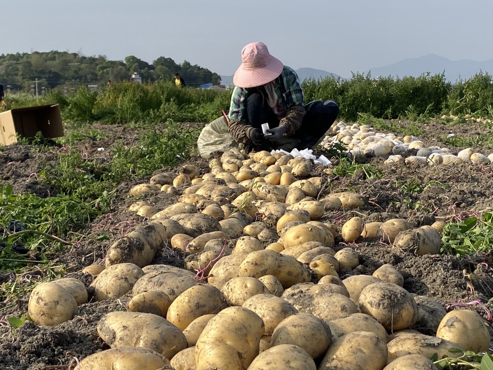 拯救黄金豆惠东马铃薯逆境突围记