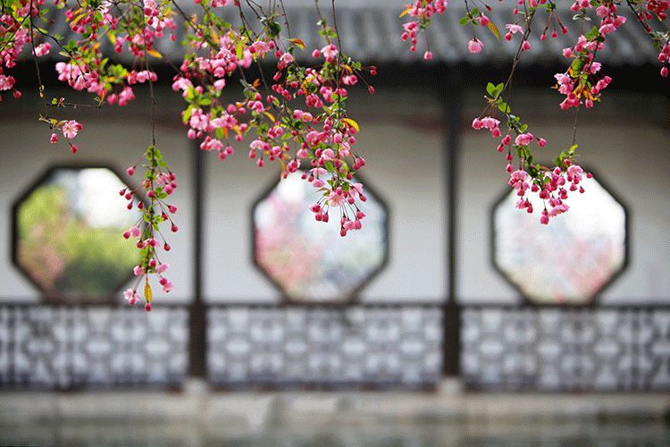 史湘云的海棠,简单纯粹,天真烂漫, "嫣然一笑竹篱间,桃李满山只粗俗".