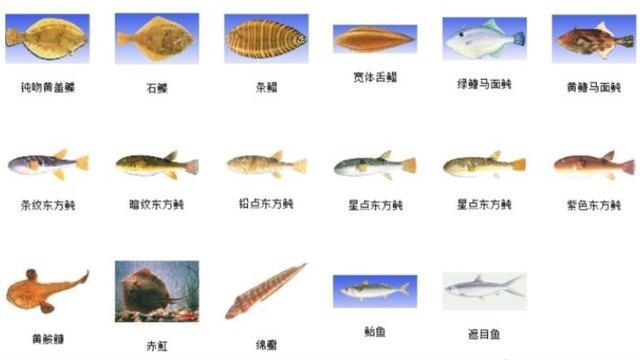 海里的鱼种类,数量如此之多,为什么很少看到死掉的鱼?