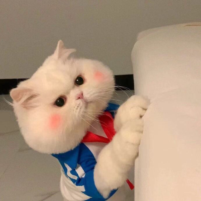 酷酷的猫咪头像来喽