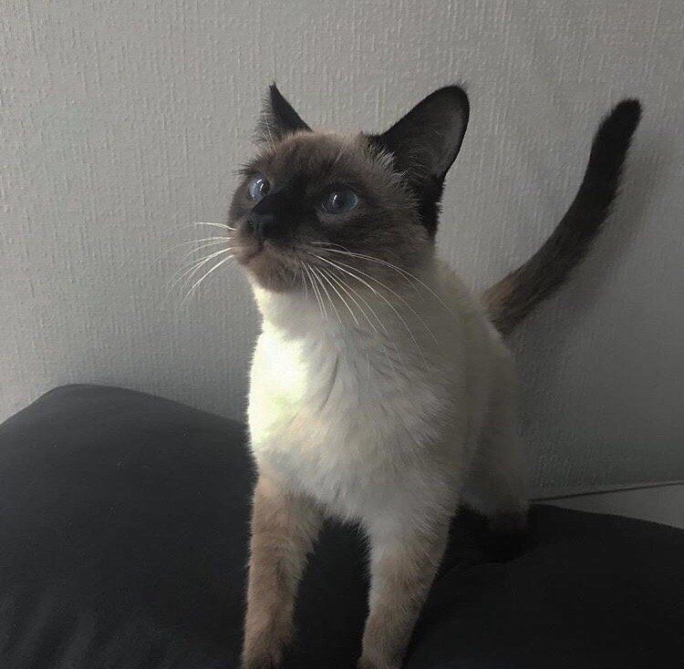 酷酷的猫咪头像来喽