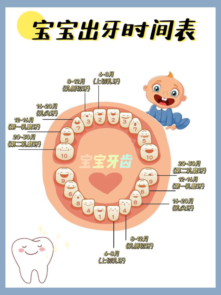 超全宝宝出牙顺序及口腔护理育儿干货