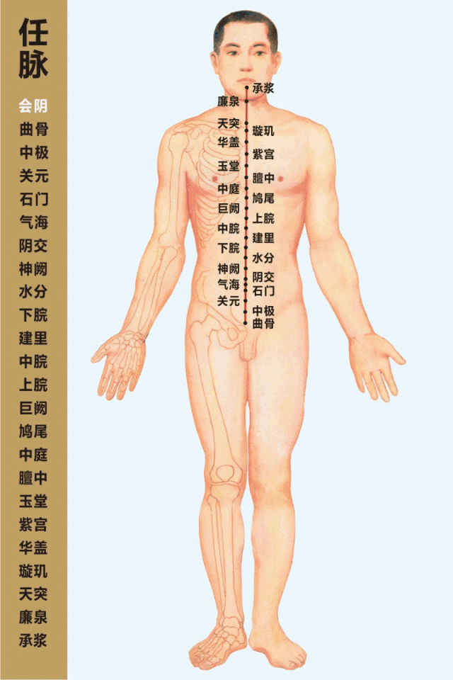 在奇经八脉里,这4条对女性最重要:任脉,督脉,冲脉,带脉,不可不通!