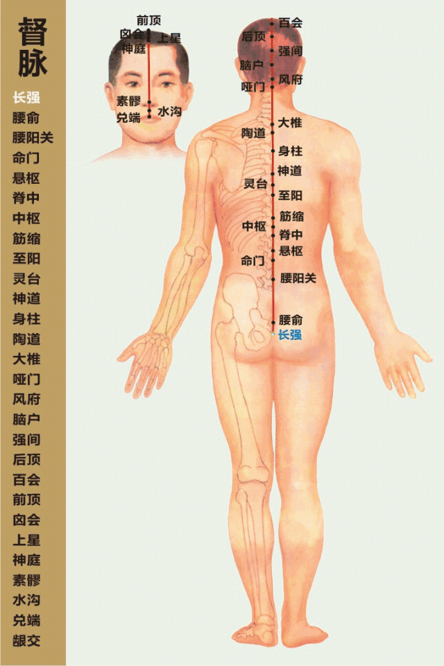 在奇经八脉里,这4条对女性最重要:任脉,督脉,冲脉,带脉,不可不通!