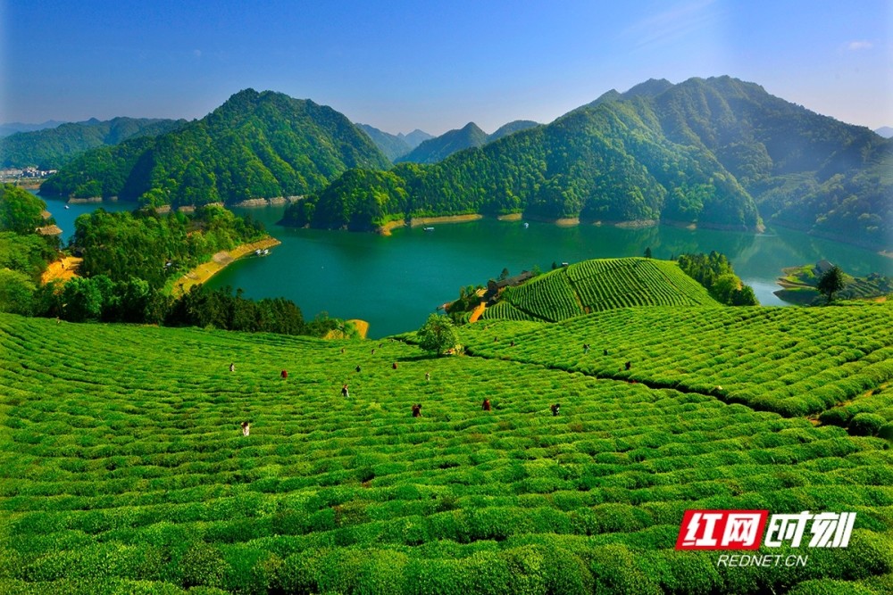 益周美景|安化:采茶好时节 来把春天饮