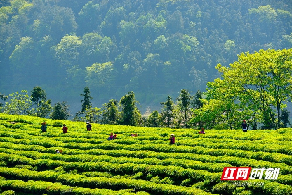 益周美景|安化:采茶好时节 来把春天饮