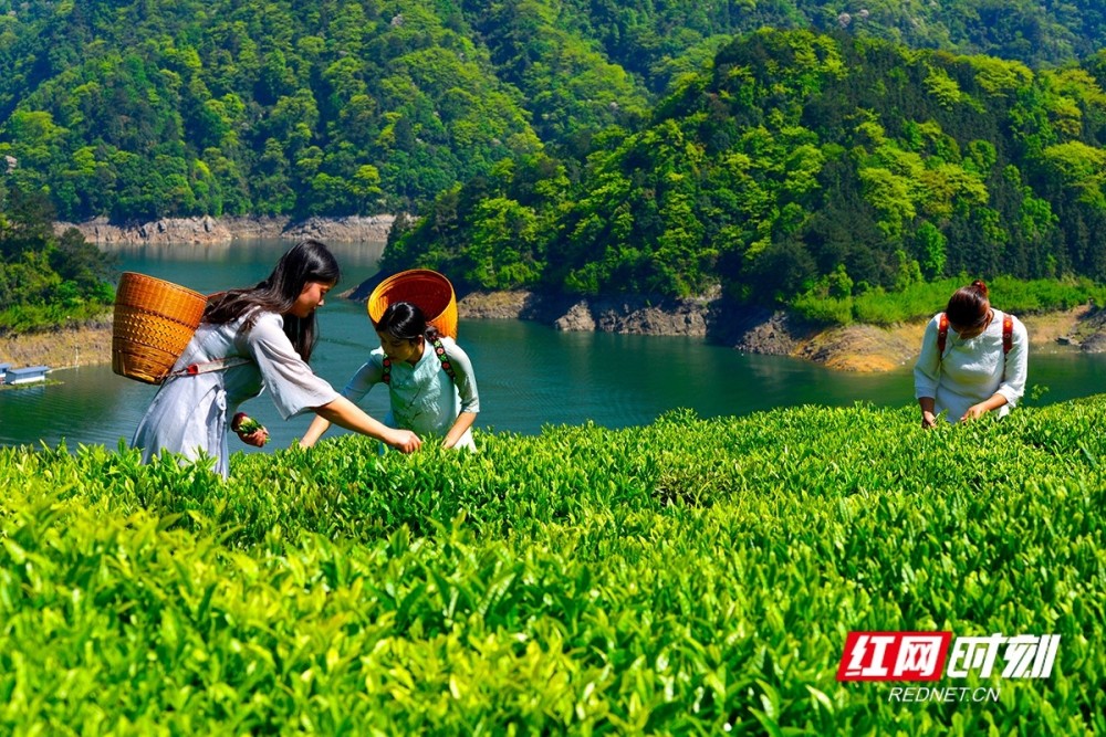 益周美景|安化:采茶好时节 来把春天饮