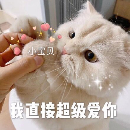 可爱的猫猫表情包:有一说一,确实馋了