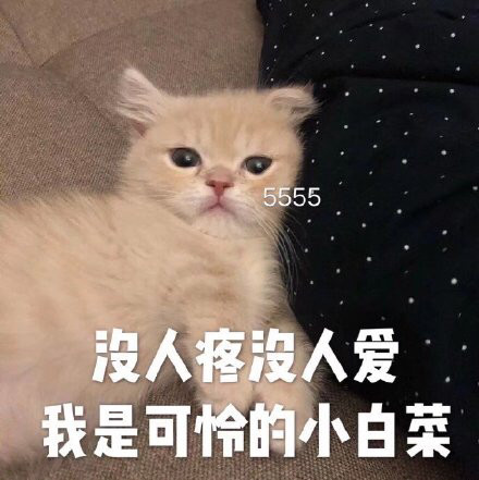 可爱的猫猫表情包:有一说一,确实馋了