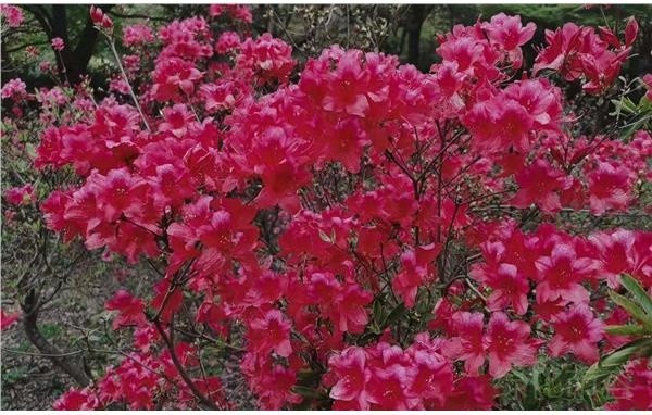 满园春色关不住 杜鹃花开映山红