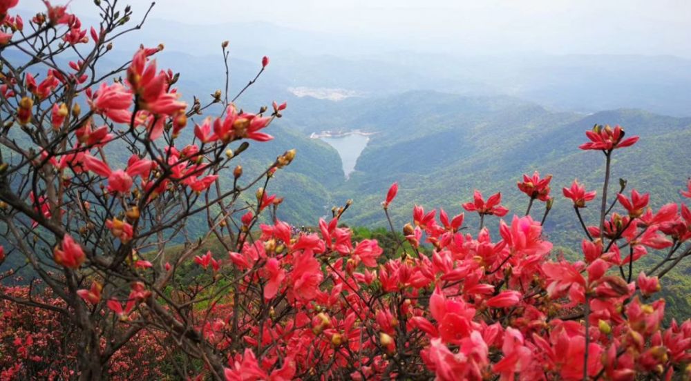 杜鹃花开映山红,从化通天蜡烛亮了