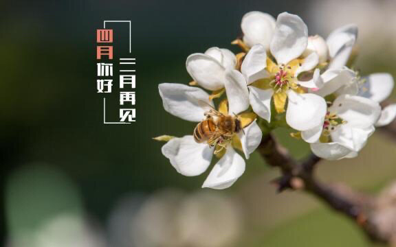 再见三月,你好四月:愿你一心向阳,静待岁月生香