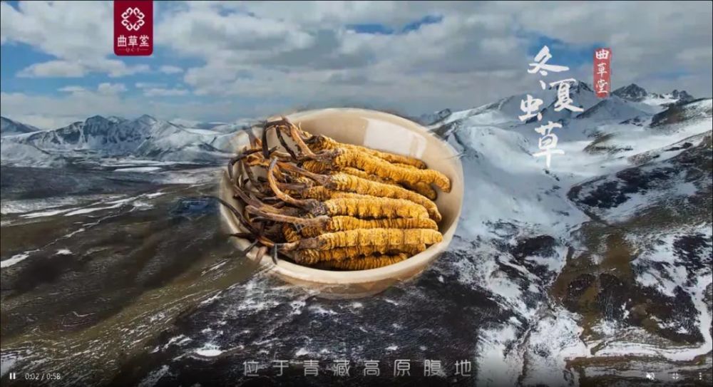 野生冬虫夏草和人工养殖的区分