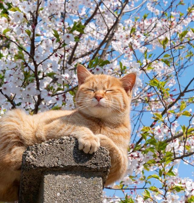 春天天气渐暖,樱花树下的猫咪,萌萌哒