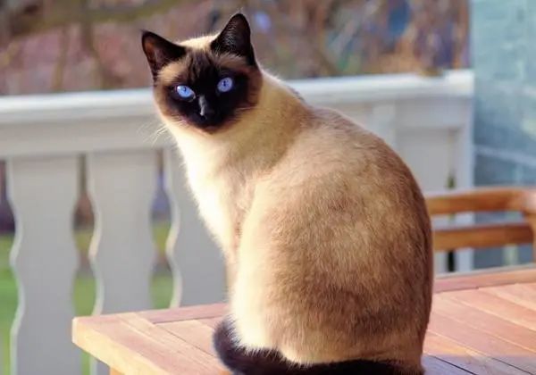 暹罗猫是世界著名的短毛猫 也是短毛猫的代表品种 种族原产于暹罗