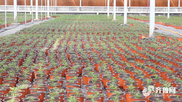 东营市垦利区经济总量_东营市垦利戴景鹏