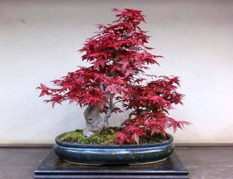 把红枫盆景放在家里,没有花比花更好装饰样式常见的红枫骨有杜松,双茎