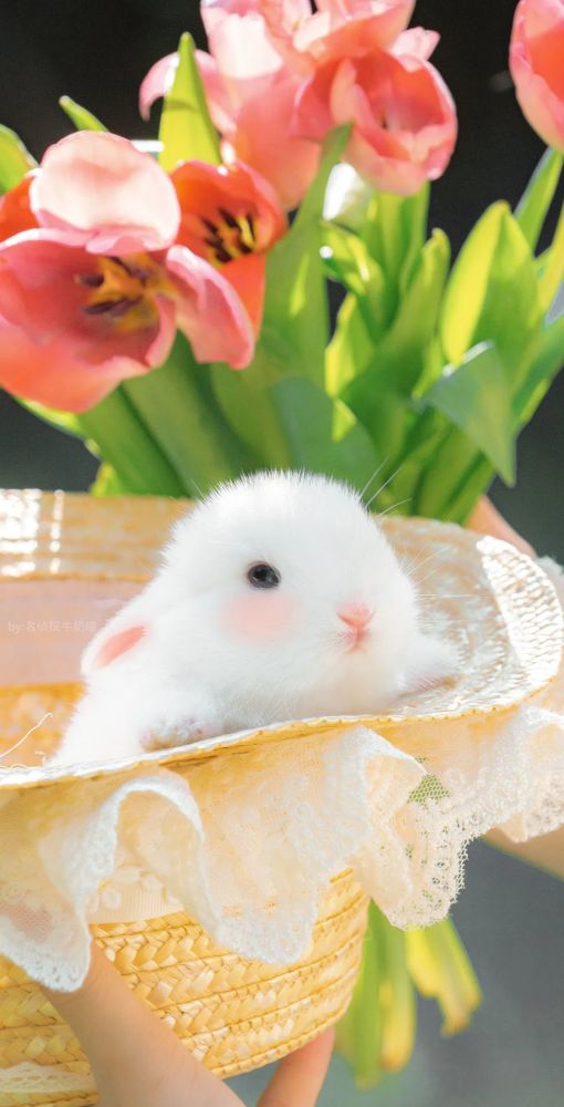 绿色系壁纸|春日绿色护眼壁纸,超好看!