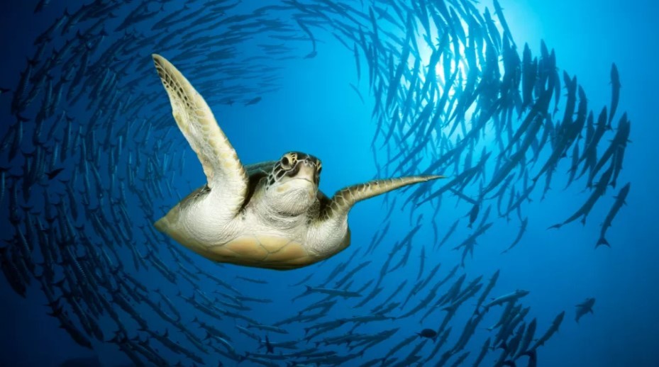 科学家们发现海洋动物游泳时总会围成一圈,这一奇怪行为的具体原因却