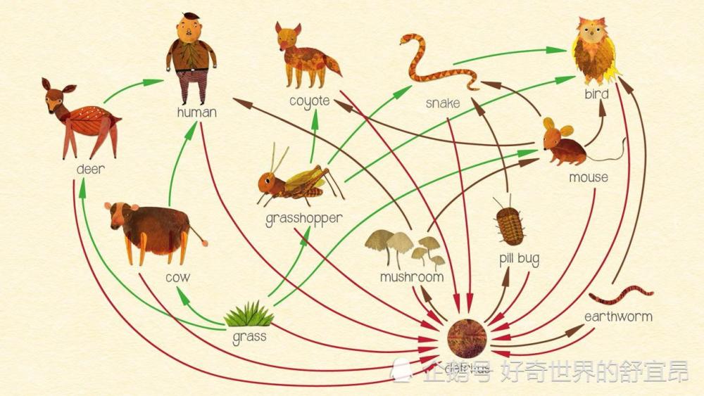 人类简史:人类是如何站到食物链顶端的?关键在于火焰的使用