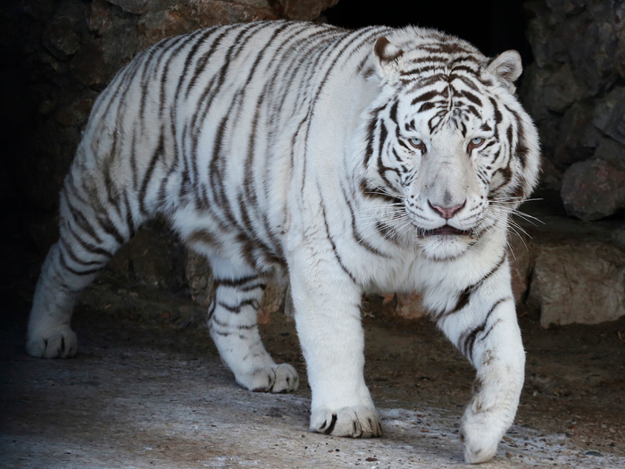 为什么有的老虎是白色的?残忍的背后真相,竟然是一条产业链