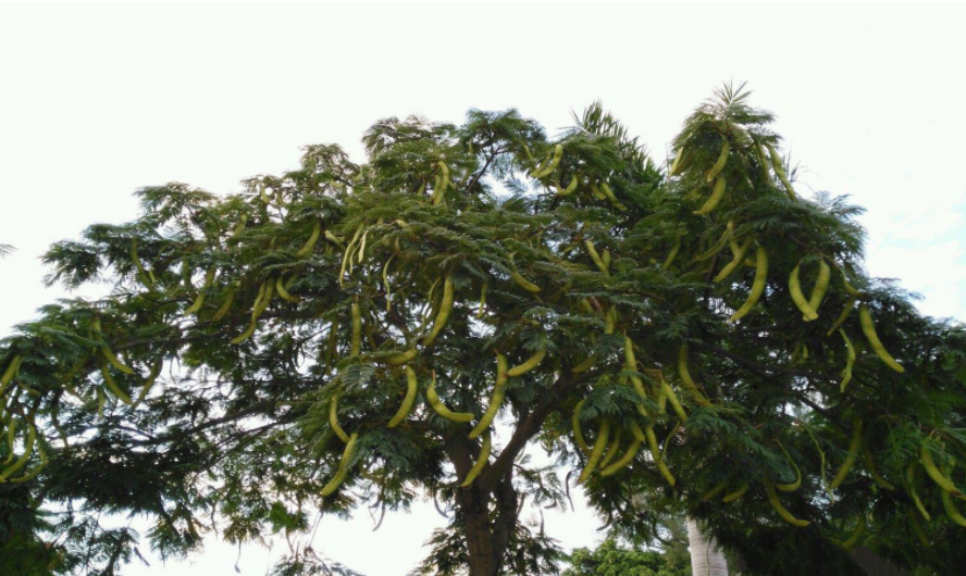 虽然皂角树的树干粗壮,但是由于成长周期过长,实际上对于农村的作用