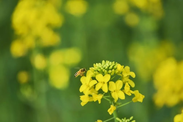 泾阳:油菜花海 等你来欣赏