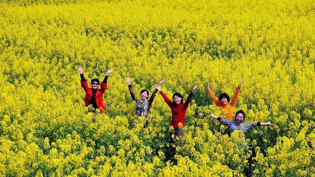 成都附近油菜花景点,这几个地方都可以去踏青,很适合自驾游