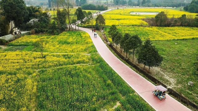 成都附近油菜花景点,这几个地方都可以去踏青,很适合自驾游