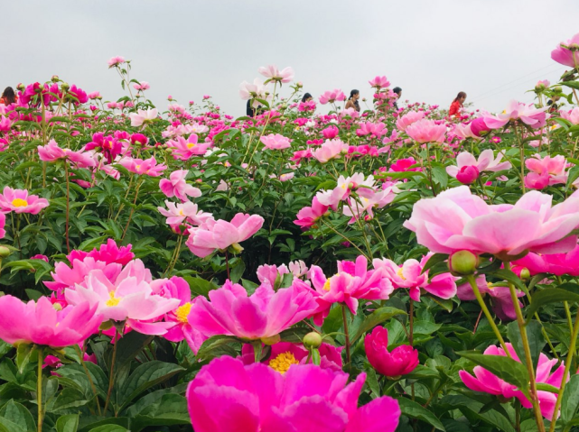 岳阳县首个千亩花海网红公园开园了!4月29日起盛花迎客!