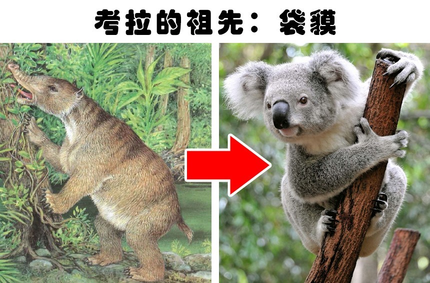 海豚的祖先能在陆地上行走10种现代动物的古老祖先