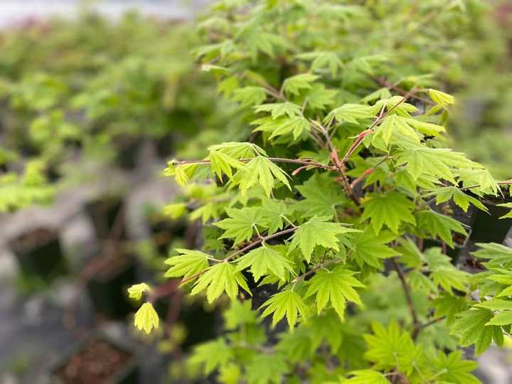 很多人以为,枫树只有红色叶,其实它的颜色和造型非常丰富.