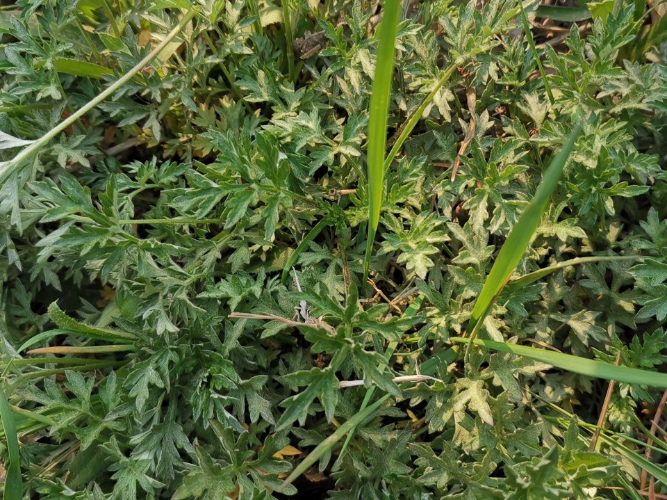 清明前后这3种野菜别错过,比种植的蔬菜好太多了,教你