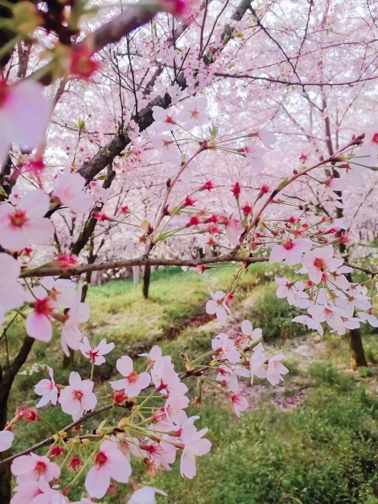 武汉大学珞珈樱花