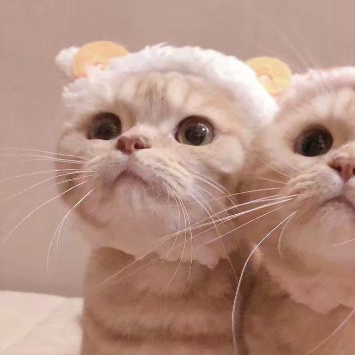 沙雕搞怪可爱猫咪情侣头像【朋友圈文案】