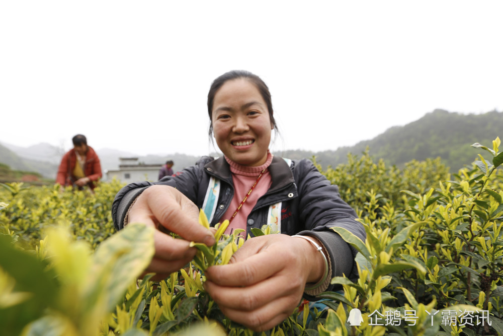 金雄丽在茶园里采摘茶叶