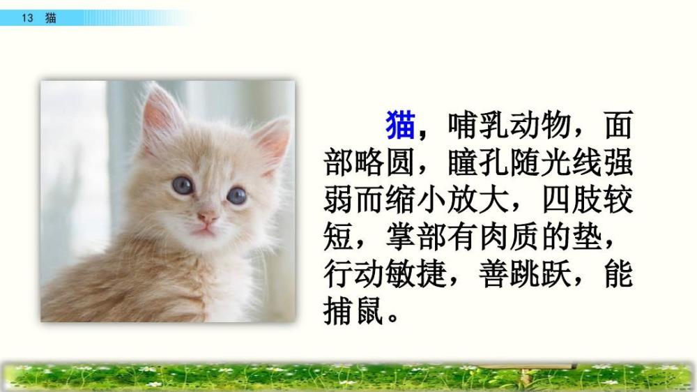 四年级语文下册十三课《猫》课文手抄笔记,孩子预习的