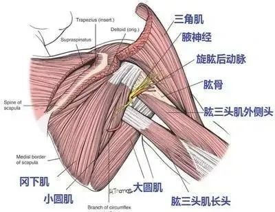 有多少"四边孔综合征"被漏诊?