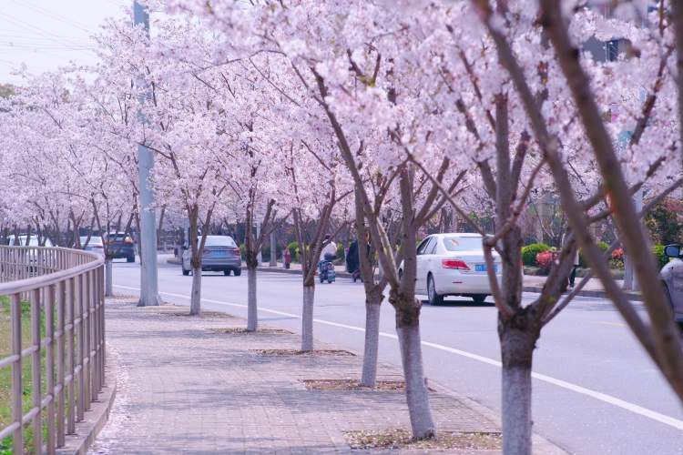 浦东72路带你去看最美樱花,樱花元素为主题的"樱花车"