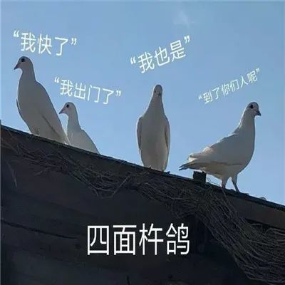 放鸽子必备表情包|表情包|搞笑