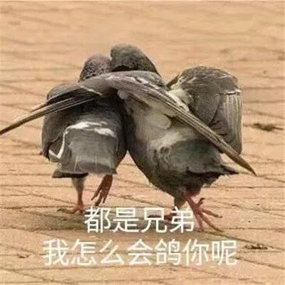 放鸽子必备表情包