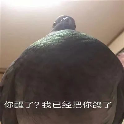 放鸽子必备表情包