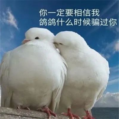 放鸽子必备表情包|表情包|搞笑