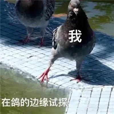 放鸽子必备表情包