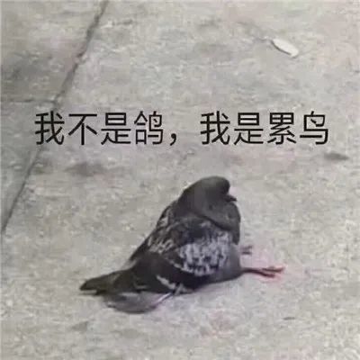 放鸽子必备表情包