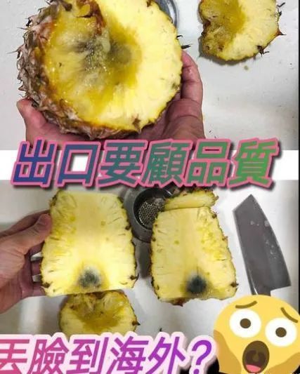 新加坡台商投书媒体爆台湾黑心凤梨要知道,不仅出口大陆的台湾菠萝