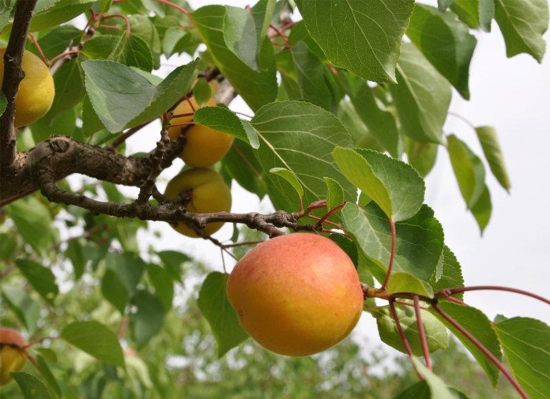 杏子在固原也算是排名第一的王牌水果,在这里,杏子的长相格外饱满